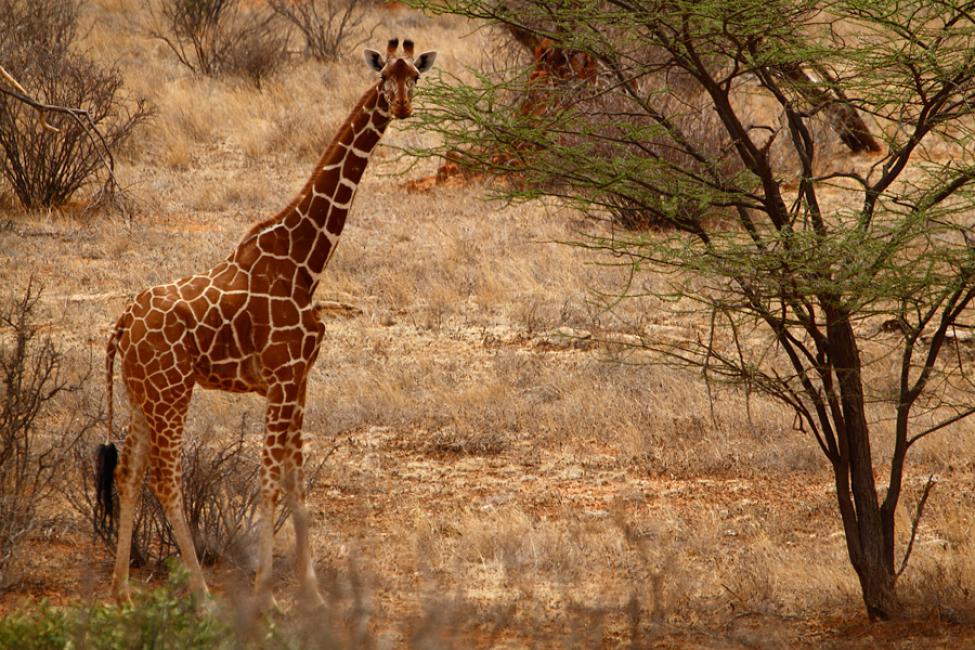 Jirafa reticulada (Giraffa camelopardalis reticulata)